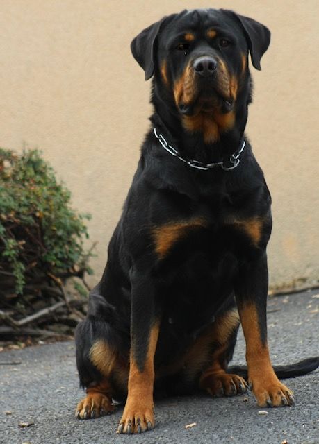 Les Rottweiler de l'affixe du puits a loups