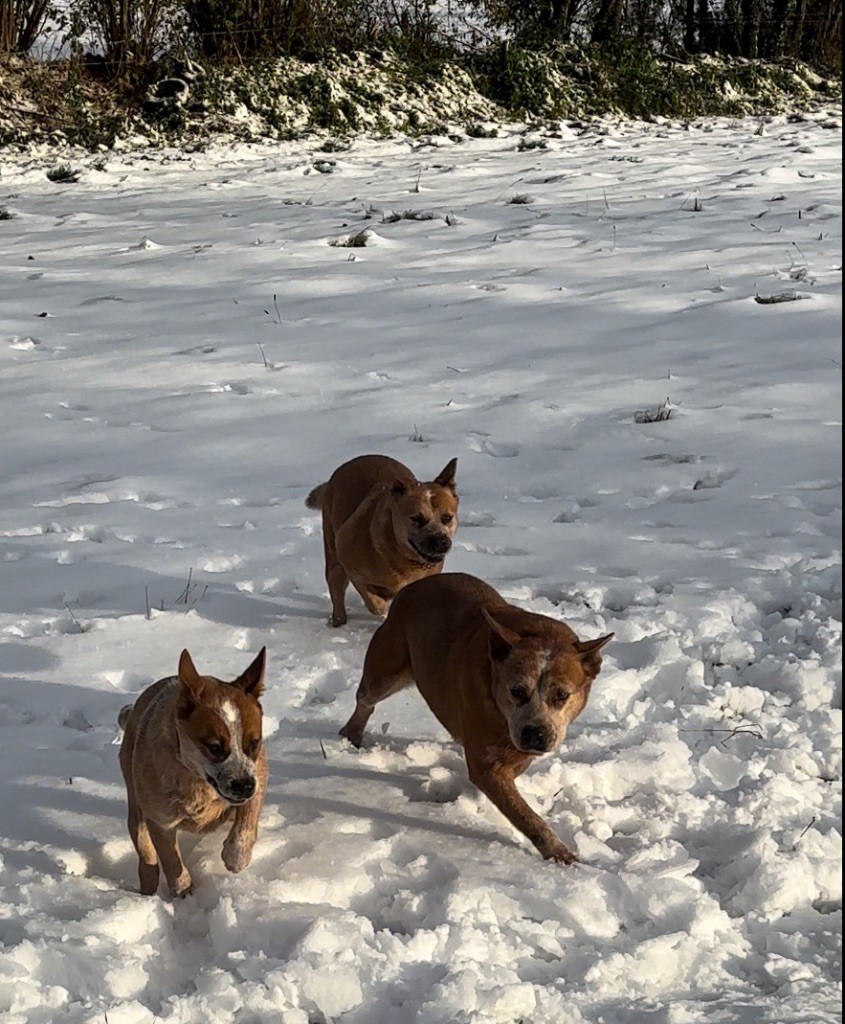 du puits a loups - Les rouges dans la neige