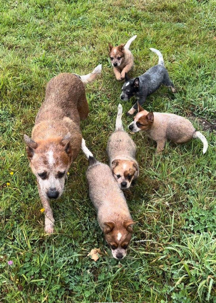 chiot Bouvier australien du puits a loups