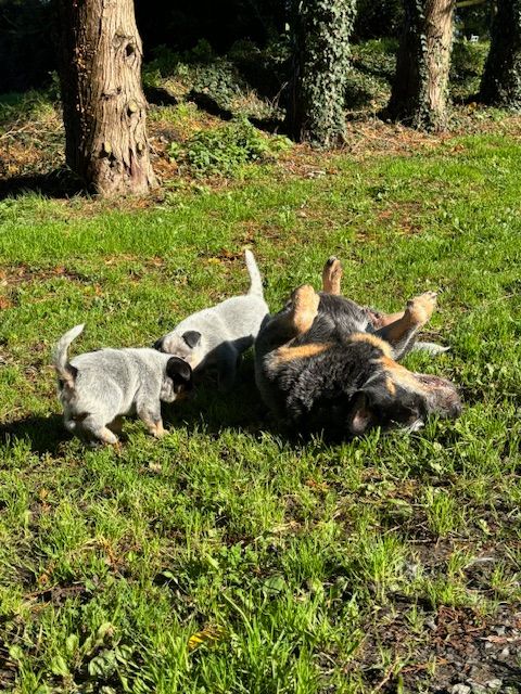 chiot Bouvier australien du puits a loups