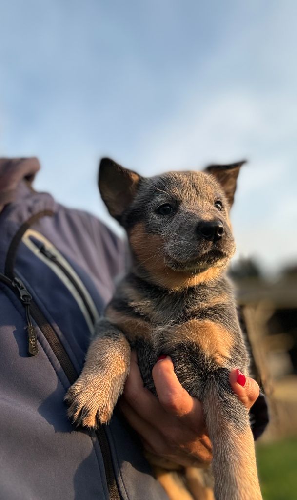 du puits a loups - Chiot disponible  - Bouvier australien