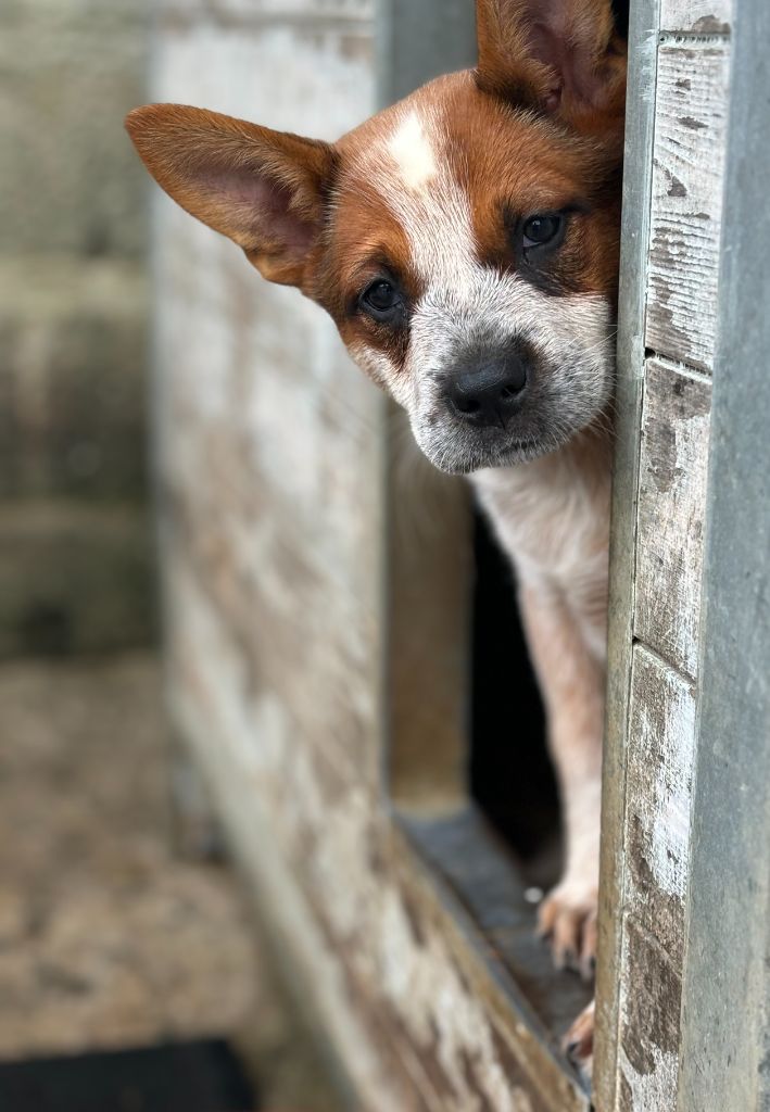 du puits a loups - Chiot disponible  - Bouvier australien