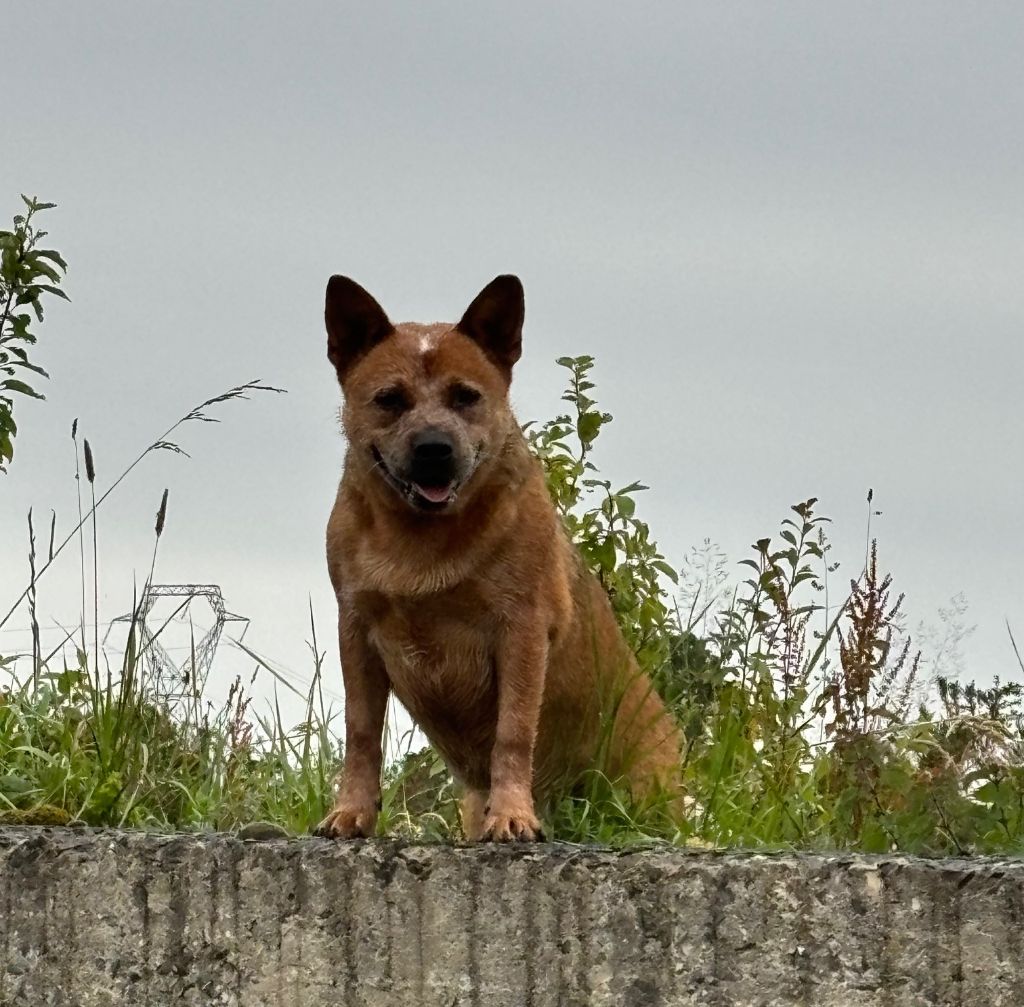 Urricane carter du puits a loups