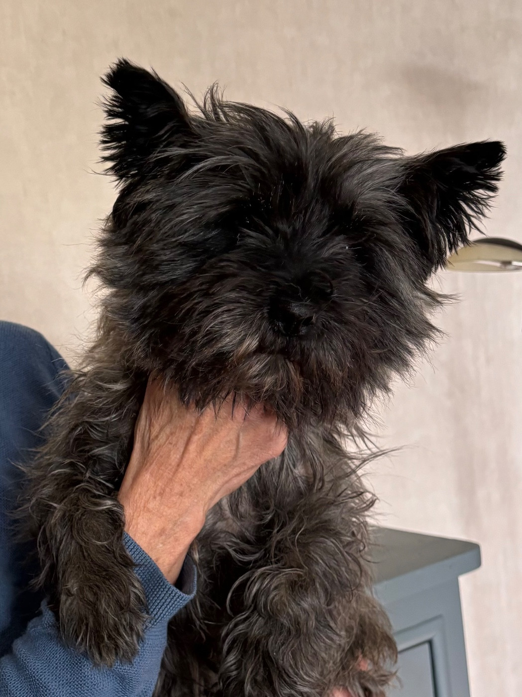 Reve d'elle de Cosédia