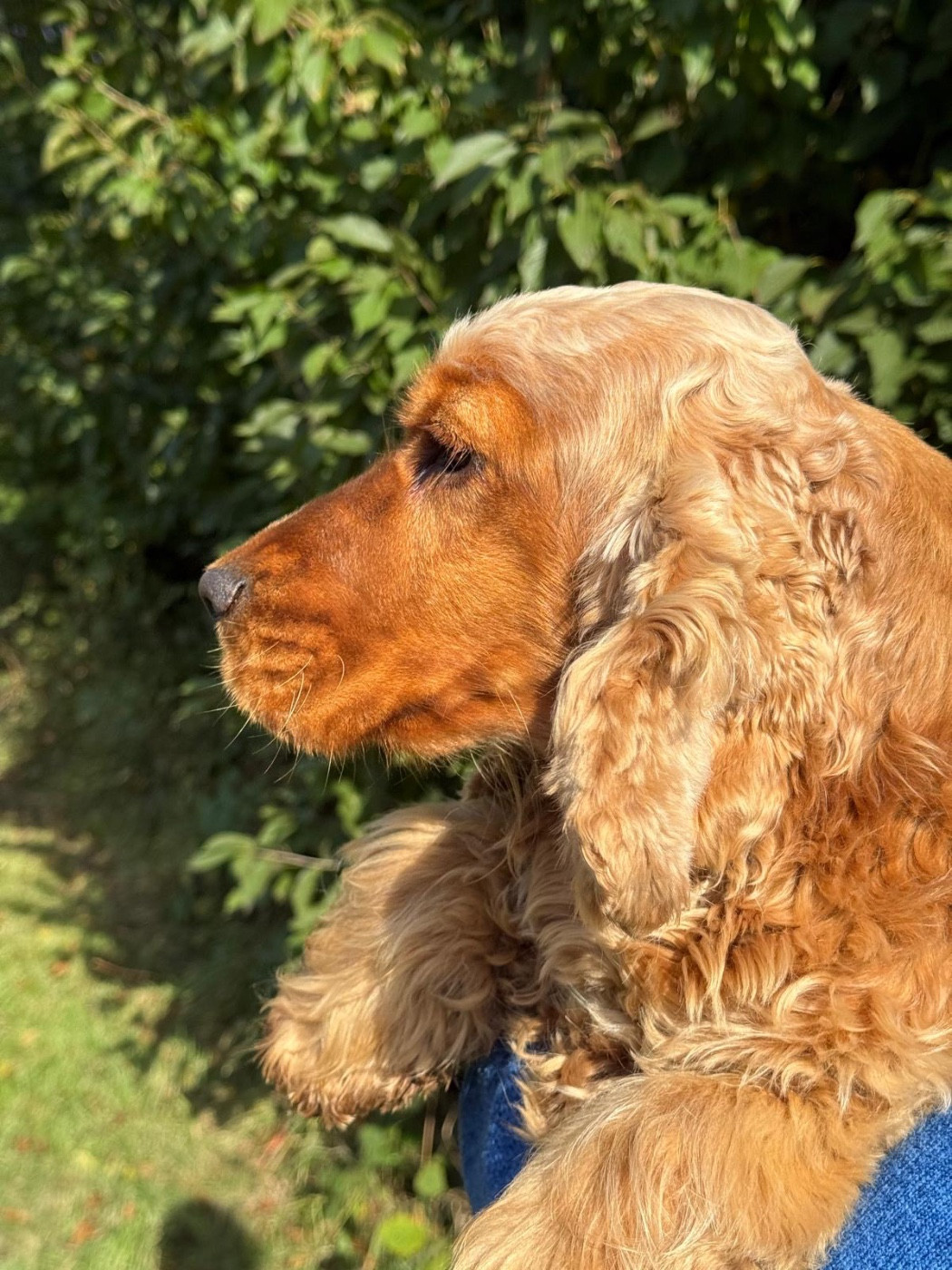 T Arizona Dream Vom Falke Königlich