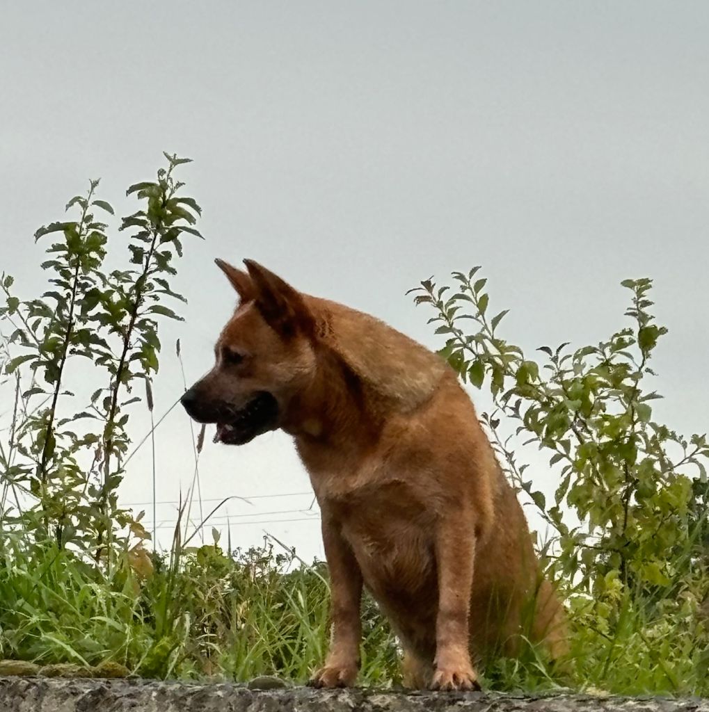 Femelle de 2 ans à vendre