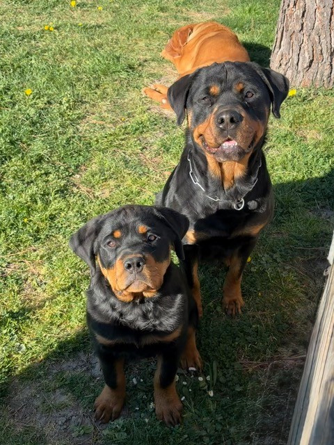 Jeune chiot Rottweiler