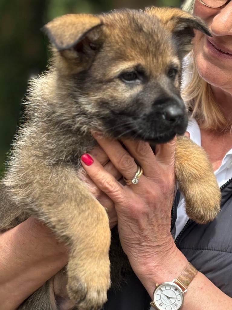 Chiots disponibles 