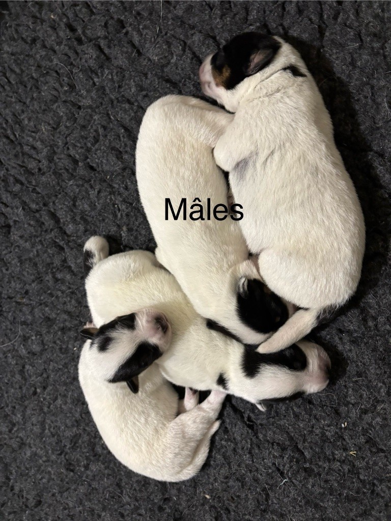 du puits a loups - Chiots disponibles - Bouvier australien