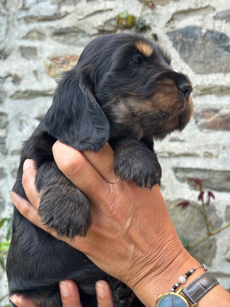 du puits a loups - Cocker Spaniel Anglais - Portée née le 25/06/2024