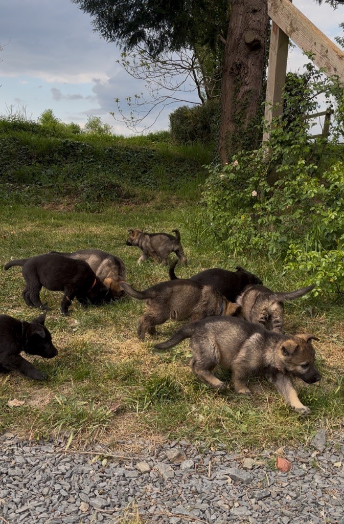 du puits a loups - Berger Allemand - Portée née le 26/03/2025