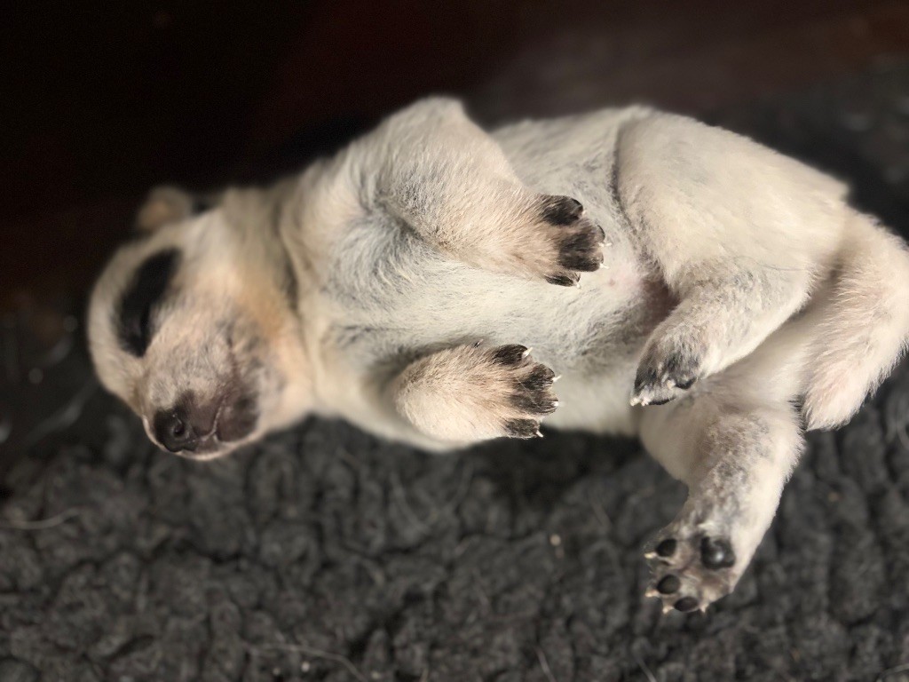 du puits a loups - Chiots disponibles - Bouvier australien