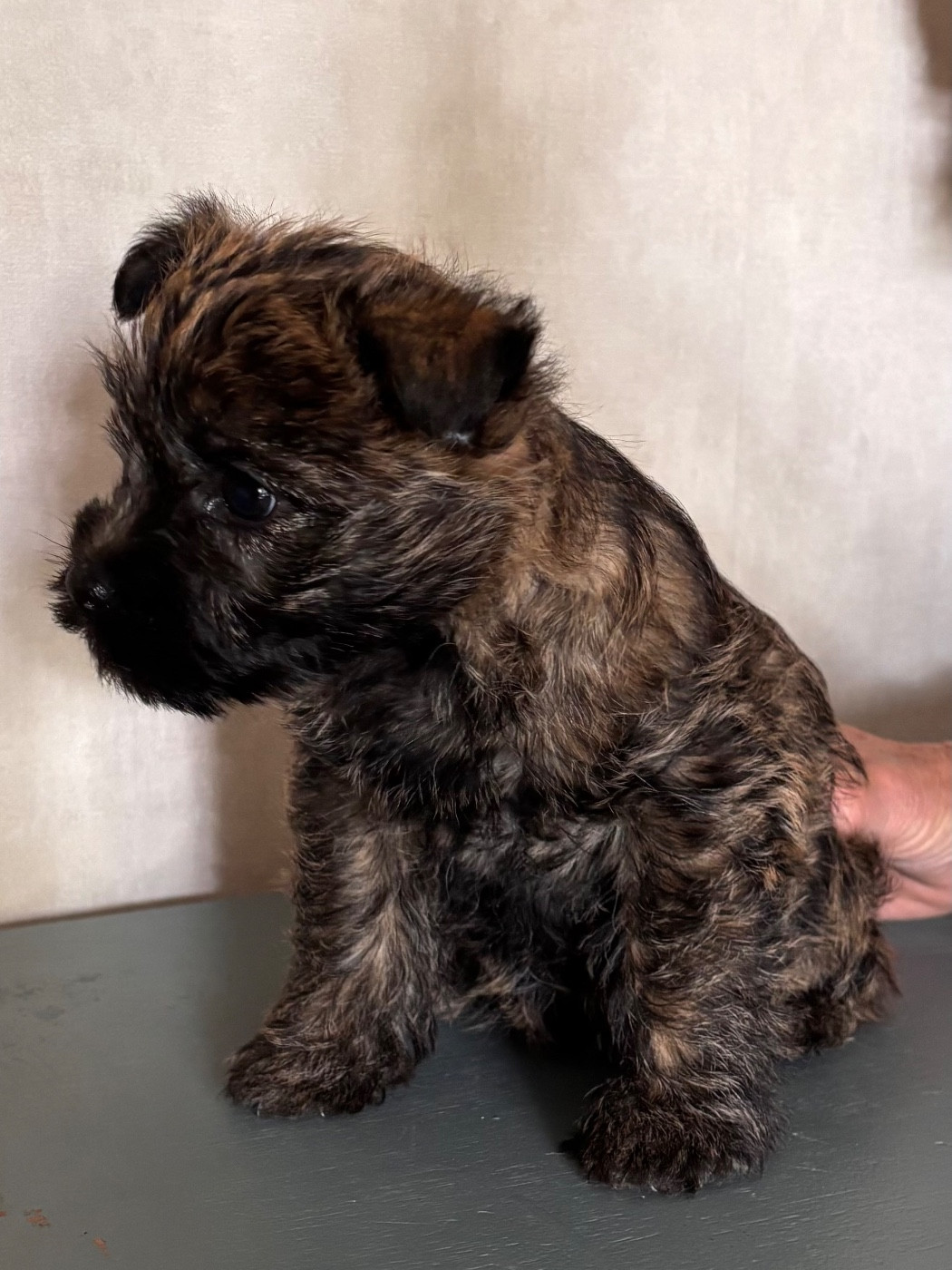 du puits a loups - Chiots disponibles - Cairn Terrier
