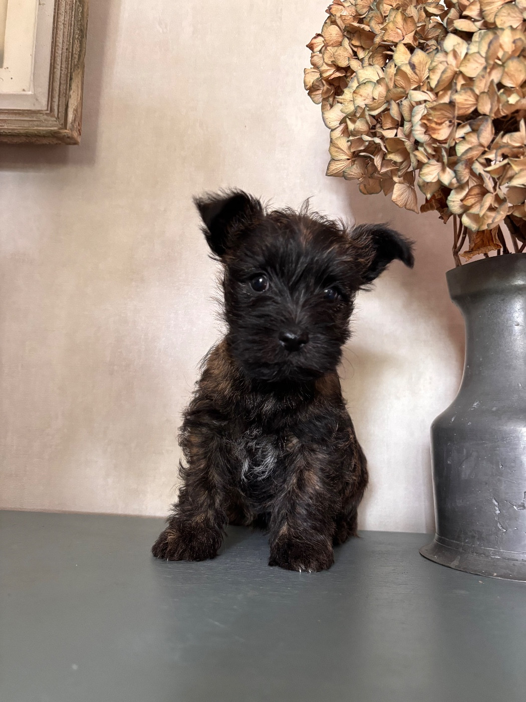 du puits a loups - Cairn Terrier - Portée née le 30/08/2025