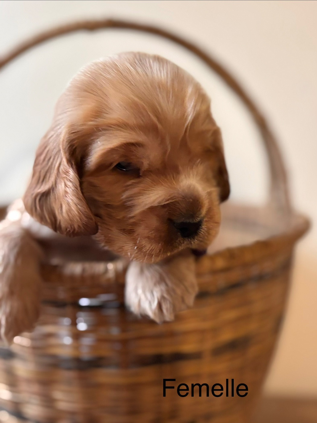 du puits a loups - Cocker Spaniel Anglais - Portée née le 31/10/2025