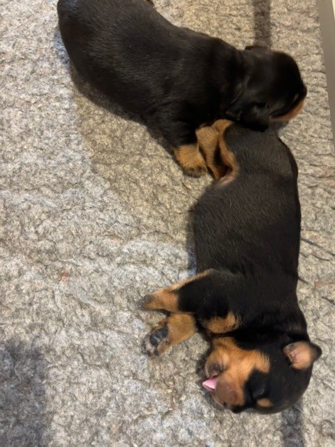 Chiot Rottweiler du puits a loups