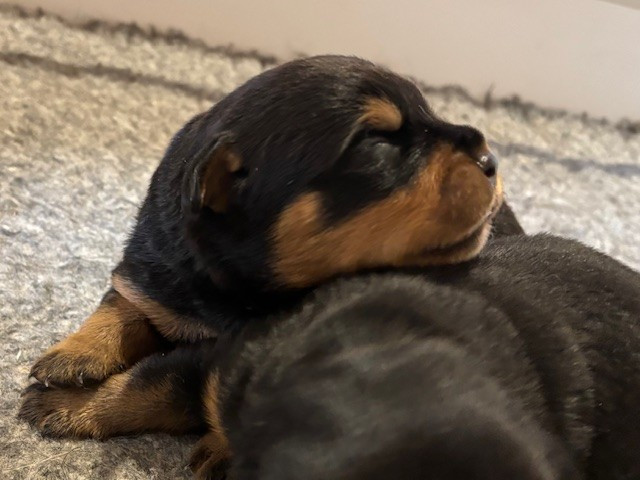 du puits a loups - Chiots disponibles - Rottweiler