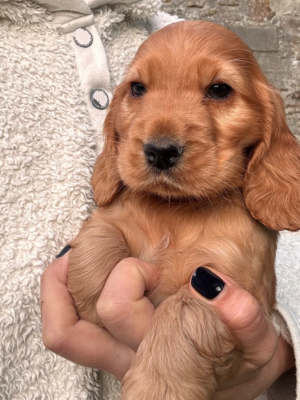 du puits a loups - Cocker Spaniel Anglais - Portée née le 31/10/2025