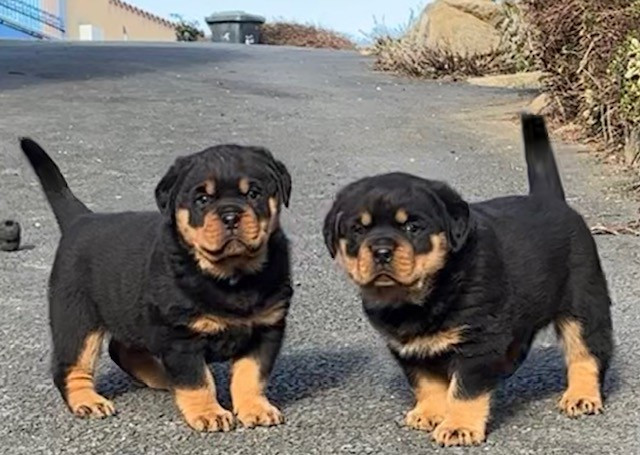 du puits a loups - Rottweiler - Portée née le 11/12/2025