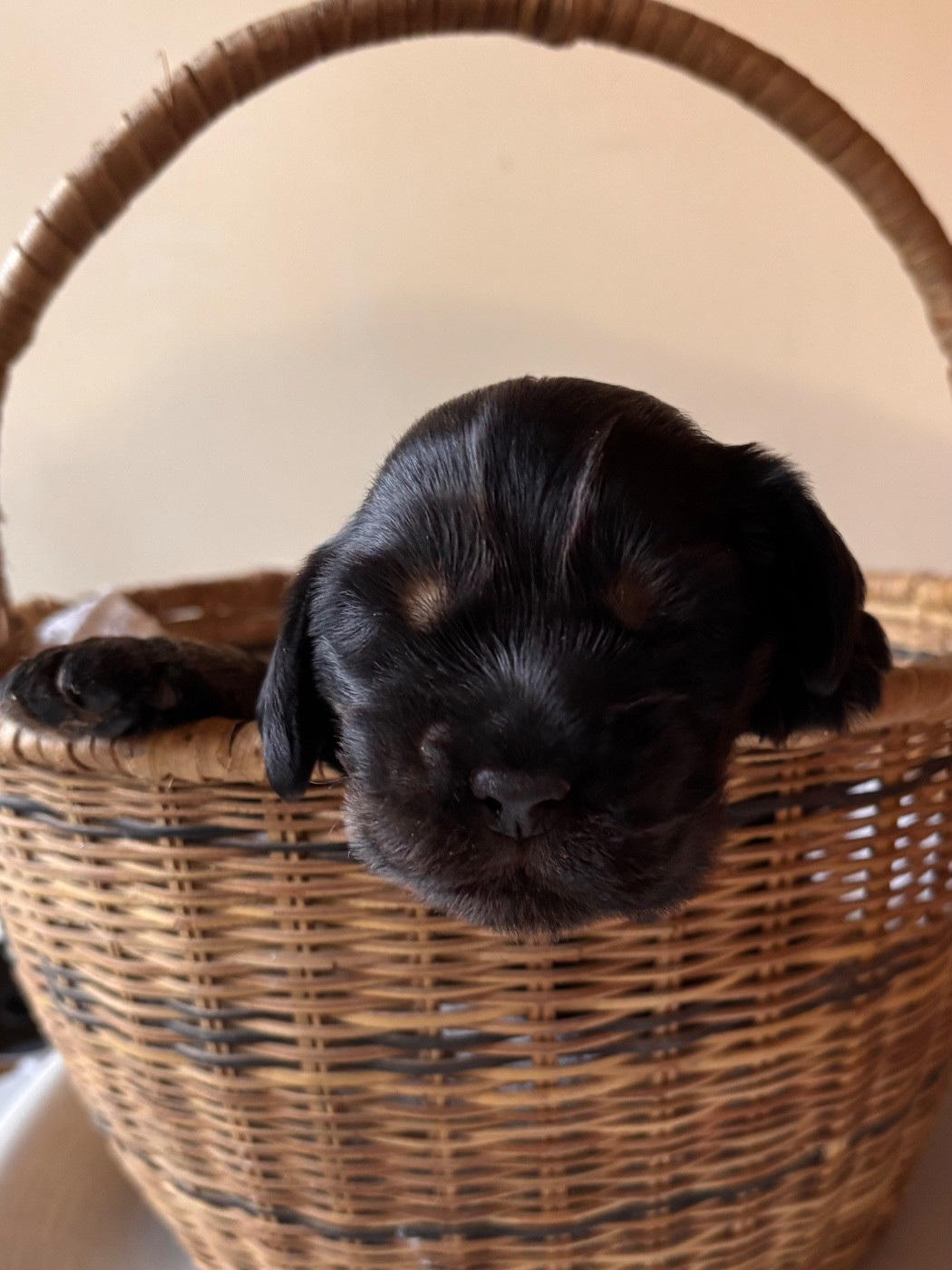 du puits a loups - Chiots disponibles - Cocker Spaniel Anglais