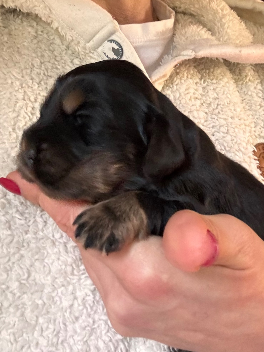 du puits a loups - Chiots disponibles - Cocker Spaniel Anglais