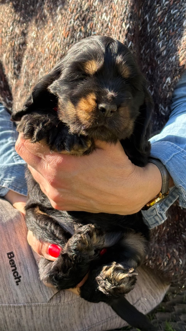 du puits a loups - Chiots disponibles - Cocker Spaniel Anglais