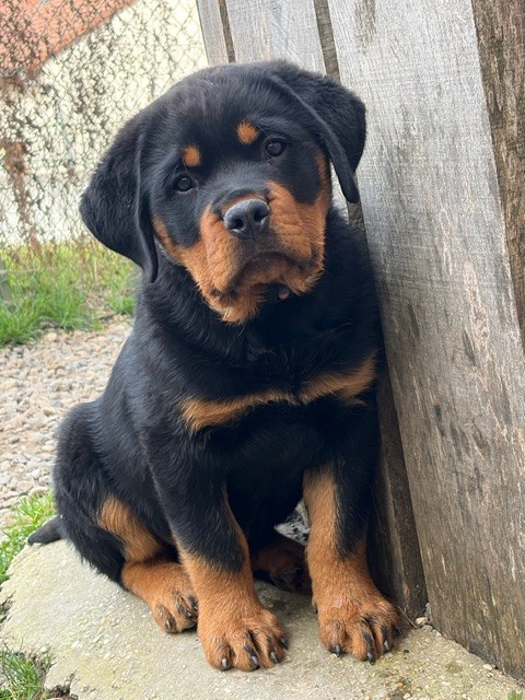 du puits a loups - Chiots disponibles - Rottweiler