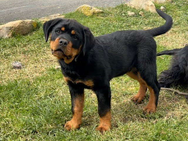 du puits a loups - Chiots disponibles - Rottweiler