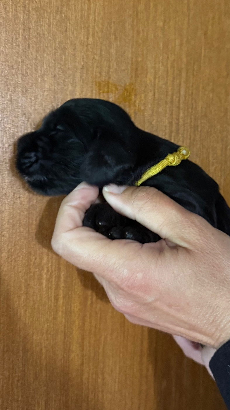 Chiot N°5