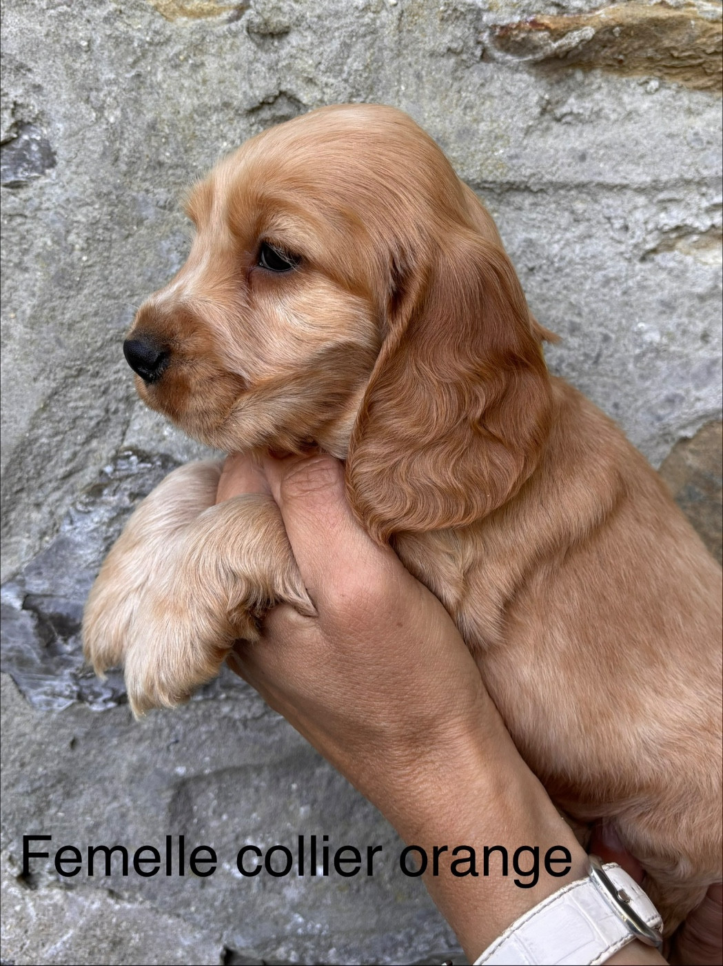 du puits a loups - Cocker Spaniel Anglais - Portée née le 07/05/2026