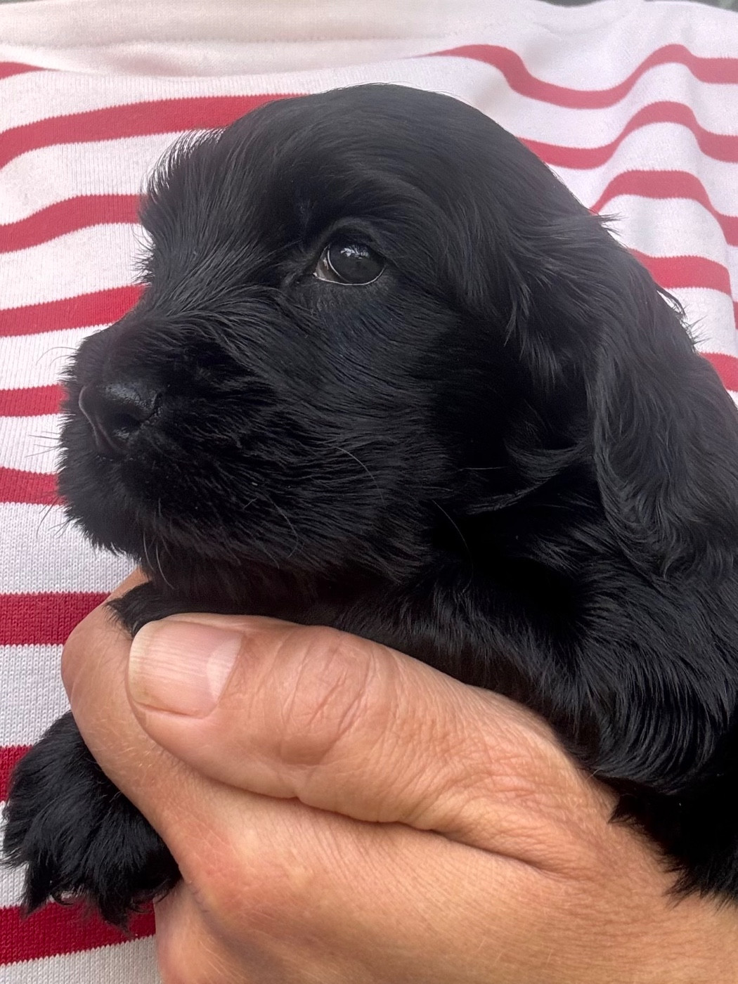 du puits a loups - Chiots disponibles - Cocker Spaniel Anglais