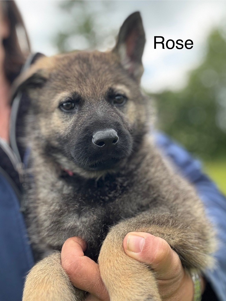 du puits a loups - Chiots disponibles - Berger Allemand