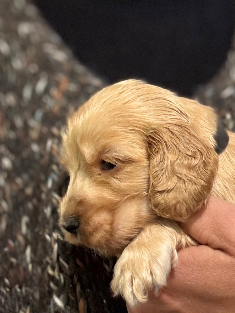 du puits a loups - Chiots disponibles - Cocker Spaniel Anglais