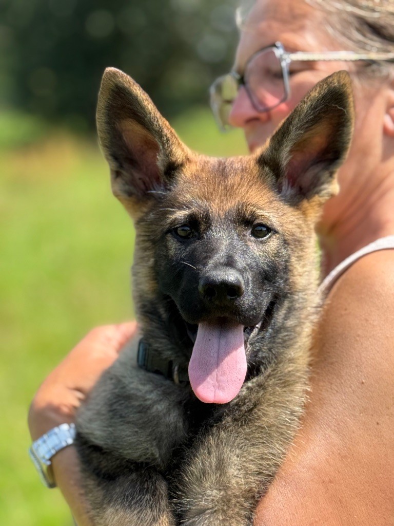 du puits a loups - Chiots disponibles - Berger Allemand