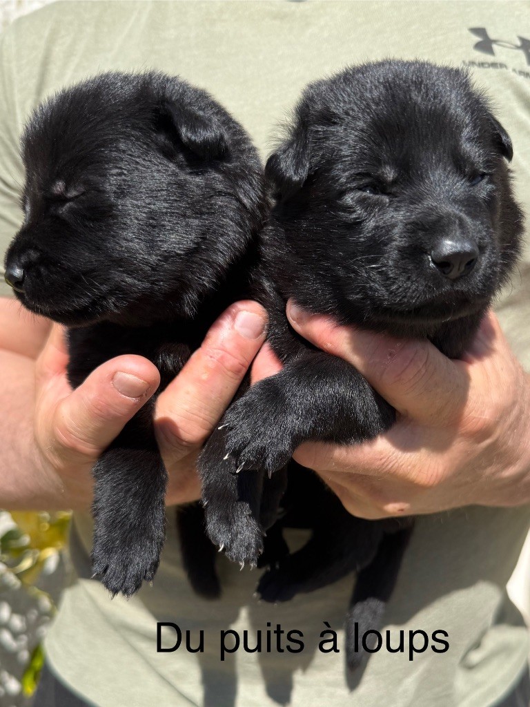 du puits a loups - Chiots disponibles - Berger Allemand