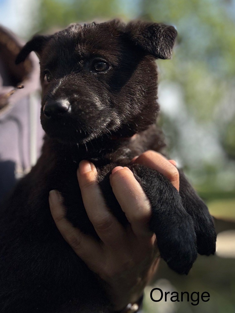 du puits a loups - Chiots disponibles - Berger Allemand