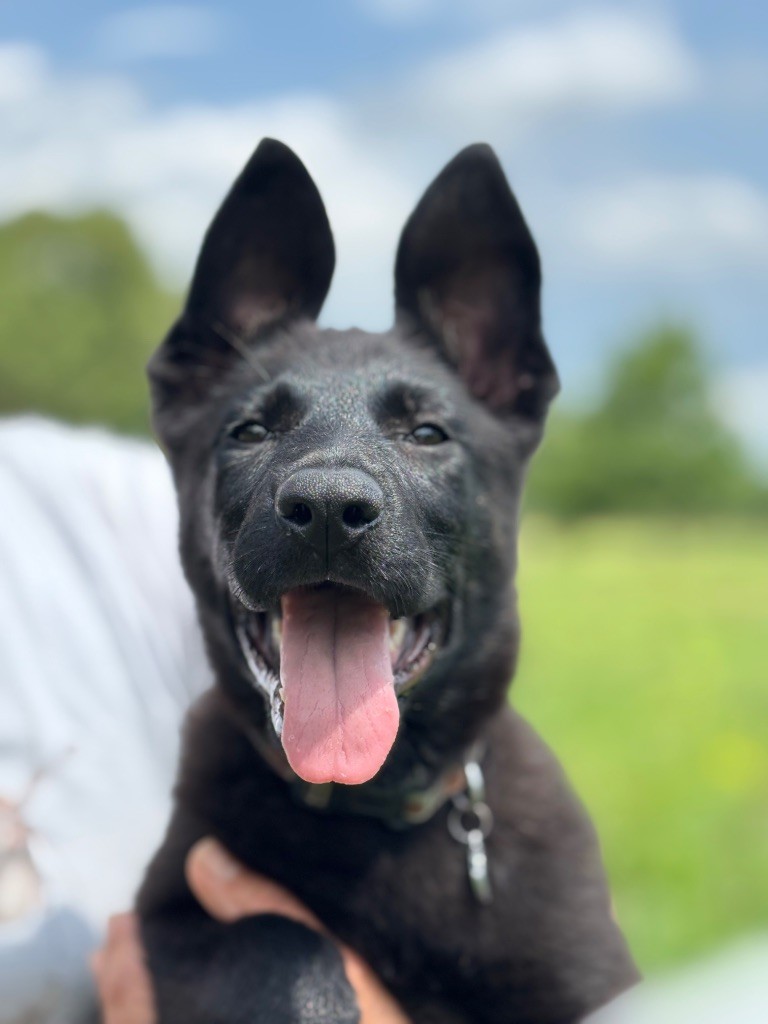 du puits a loups - Chiots disponibles - Berger Allemand