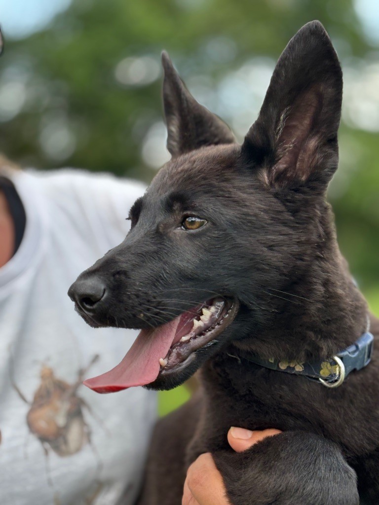 du puits a loups - Chiots disponibles - Berger Allemand