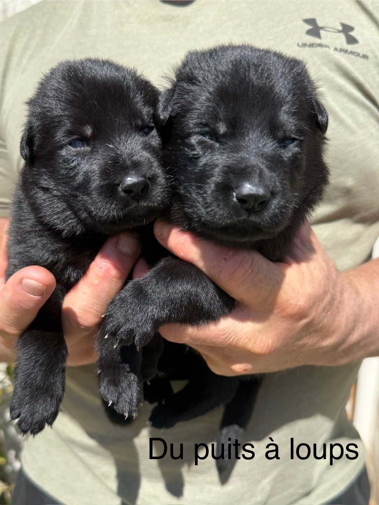 du puits a loups - Chiots disponibles - Berger Allemand
