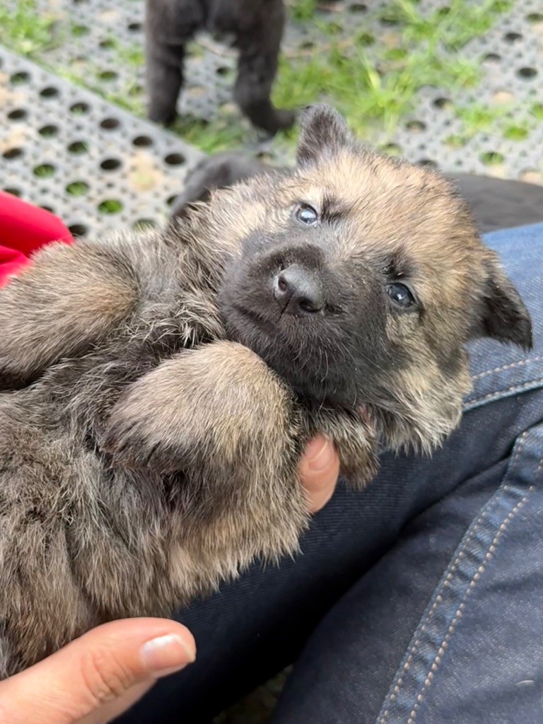 du puits a loups - Chiots disponibles - Berger Allemand