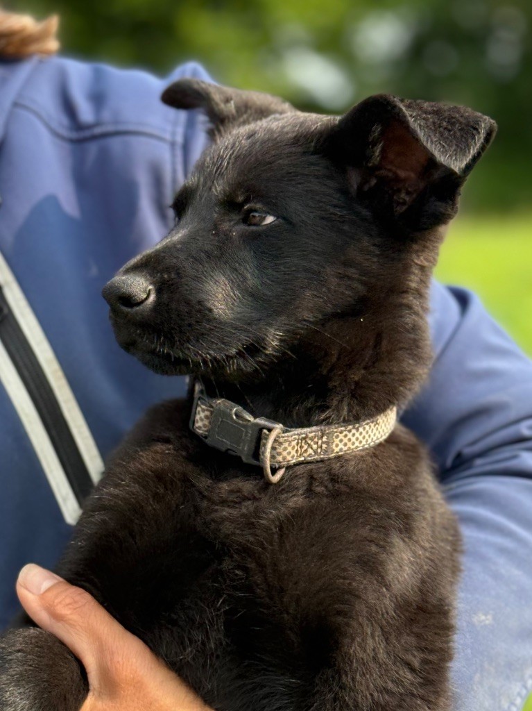 du puits a loups - Chiots disponibles - Berger Allemand