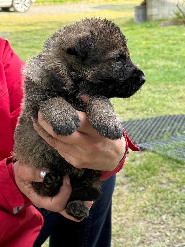 du puits a loups - Chiots disponibles - Berger Allemand