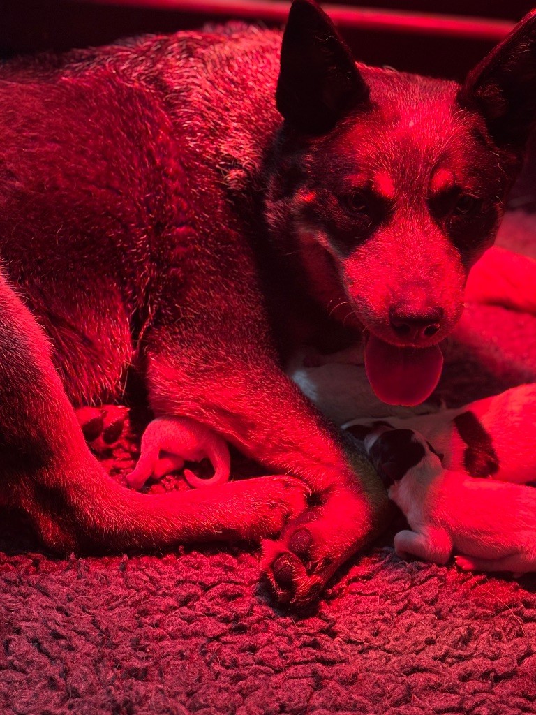 Chiot Bouvier australien du puits a loups