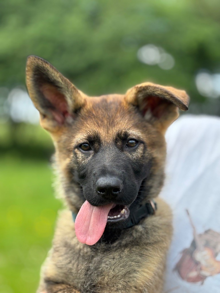 du puits a loups - Chiots disponibles - Berger Allemand