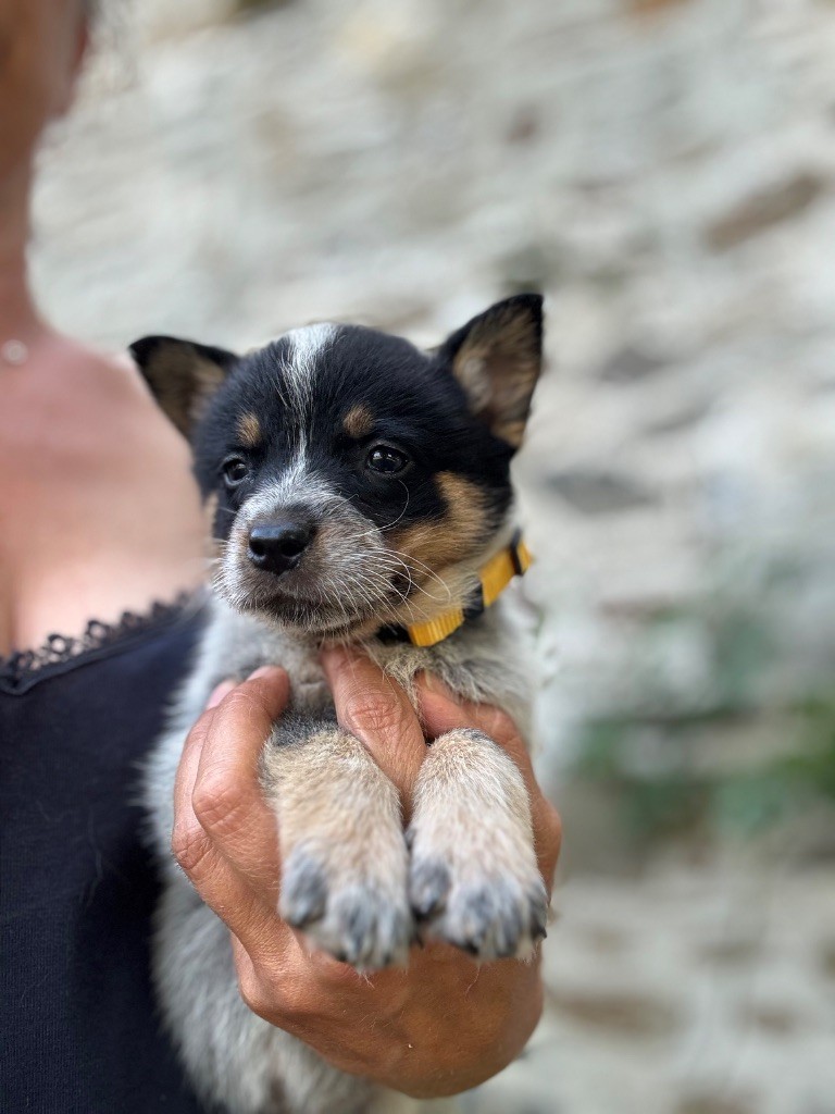 du puits a loups - Chiots disponibles - Bouvier australien