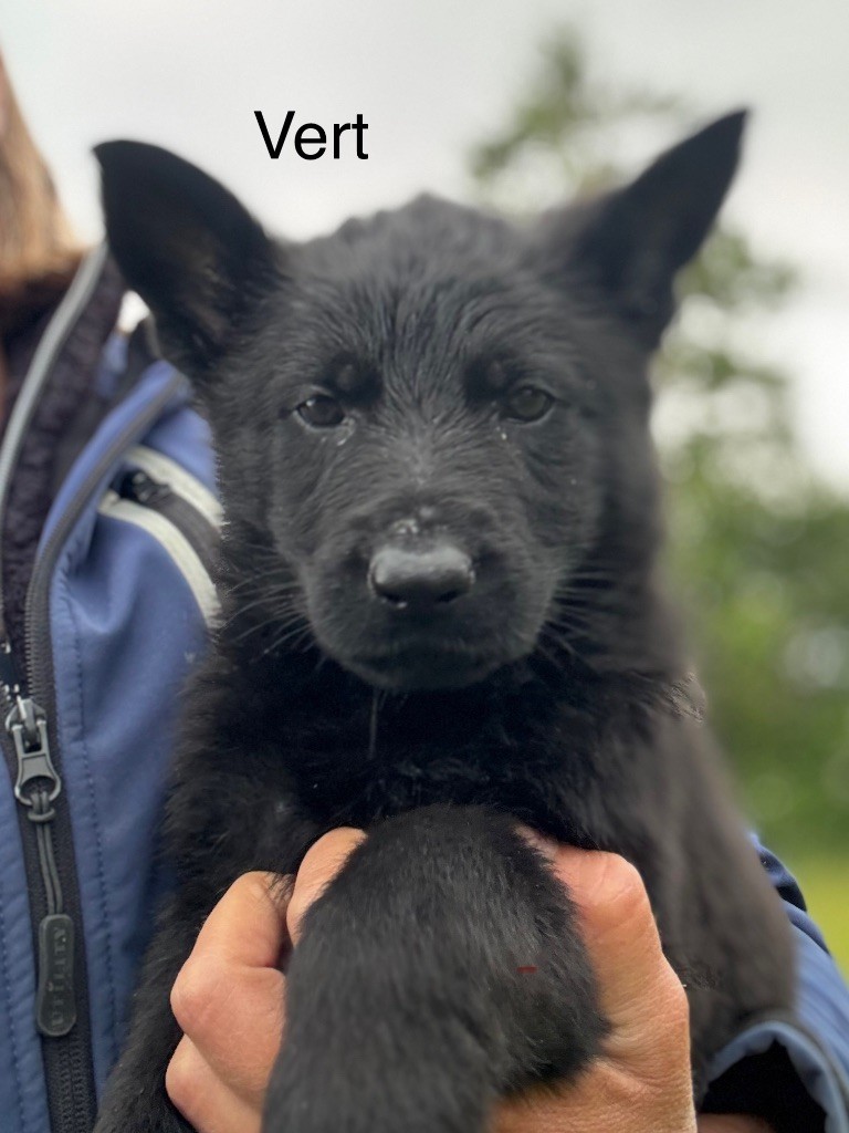 du puits a loups - Chiots disponibles - Berger Allemand