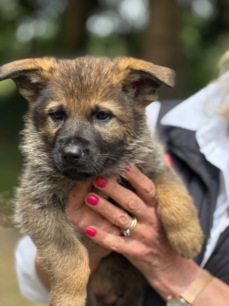 du puits a loups - Chiots disponibles - Berger Allemand
