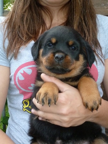 du puits a loups - Rottweiler - Portée née le 04/08/2015