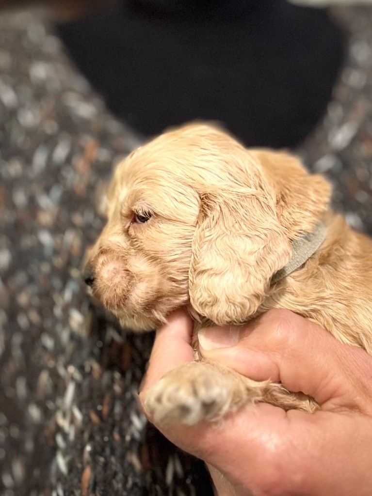 du puits a loups - Chiots disponibles - Cocker Spaniel Anglais