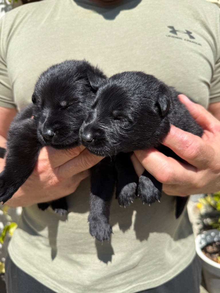 du puits a loups - Chiots disponibles - Berger Allemand
